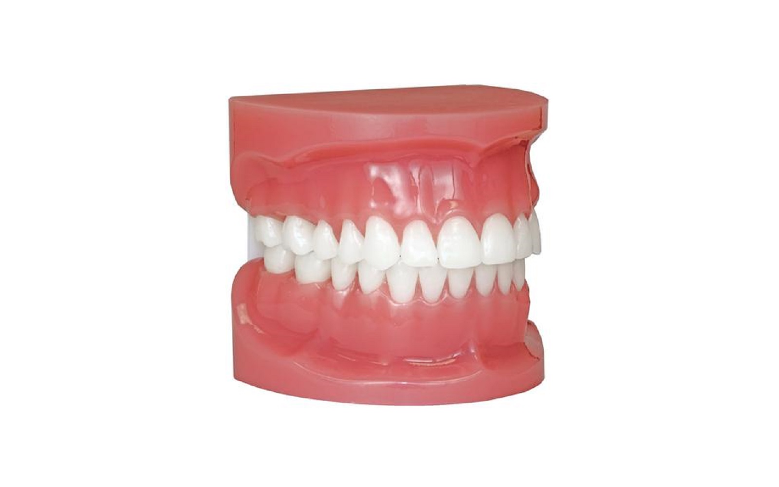 Patterson® Typodont, .022 - Patterson Dental Supply