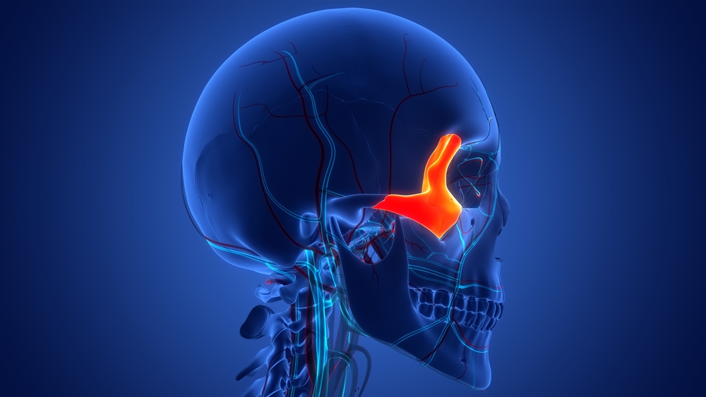 zygoma bone